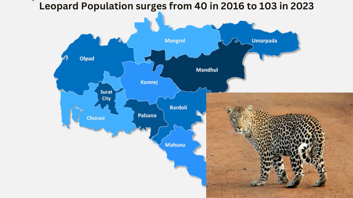 Surat district has emerged as a thriving habitat for leopards, witnessing a remarkable surge in their population