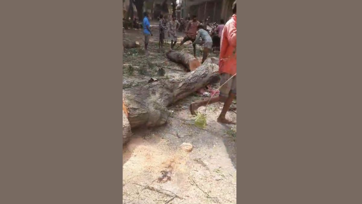 Environmentalists Rally to Save Trees Amid Road Construction in Katargam GIDC in Surat