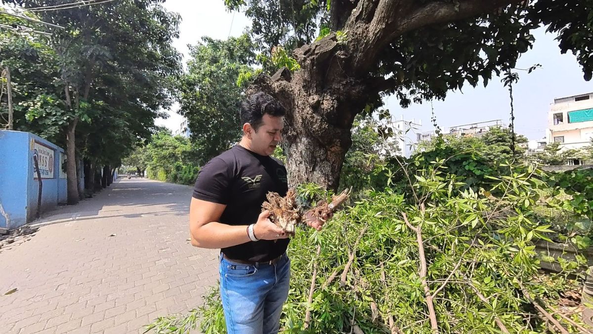 Surat: Green Man Viral Desai Leads ‘Mission Destruction’ to Eliminate Dangerous Trees