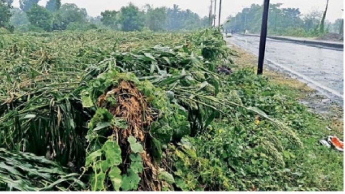 Surat : Unseasonal rains Threaten Ponk Harvest, Driving Up Prices