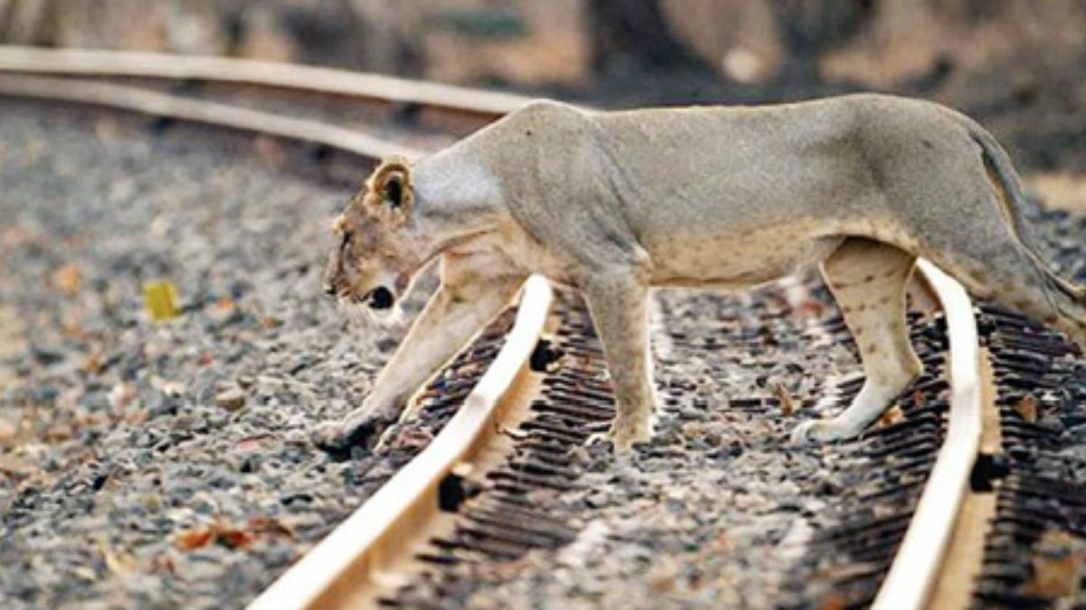 Young Lion Loses Life in Train Collision Near Savarkundla in Gujarat