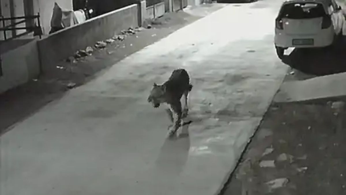 Gujarat : Fear Grips Gir Gadhada Taluka as Lioness Roams Residential Area