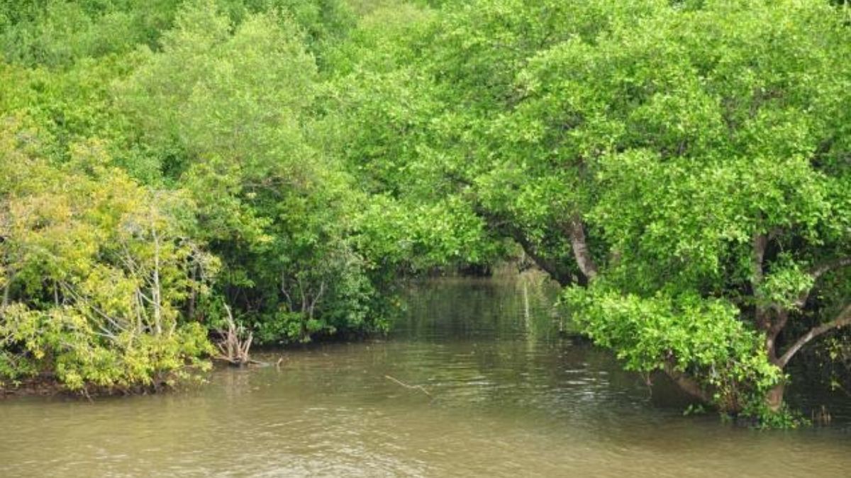 Gujarat Emerges as a National Leader in Mangrove Cover Expansion