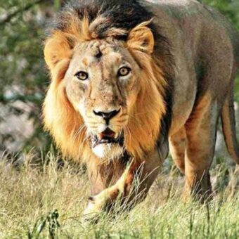 Gir East Forest Division wildlife crackdown, the blunt times