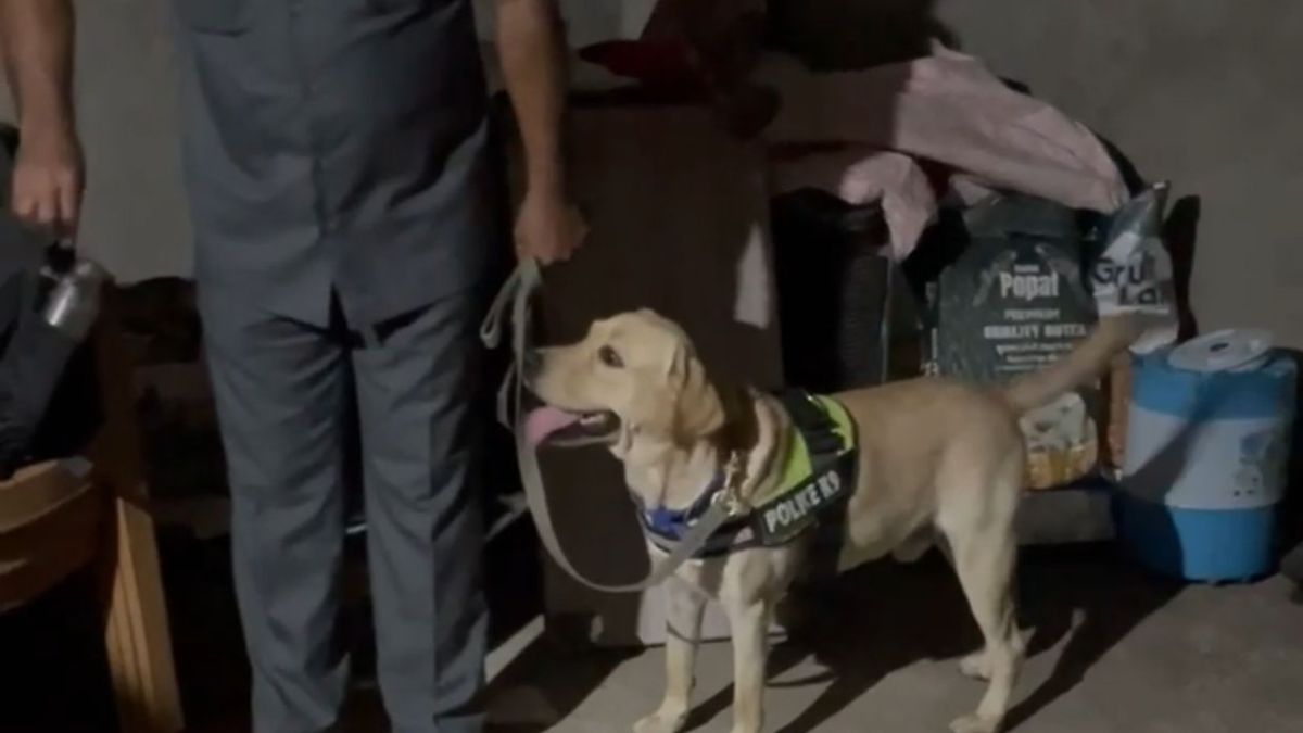 Gujarat Police sniffer dogs, the blunt times