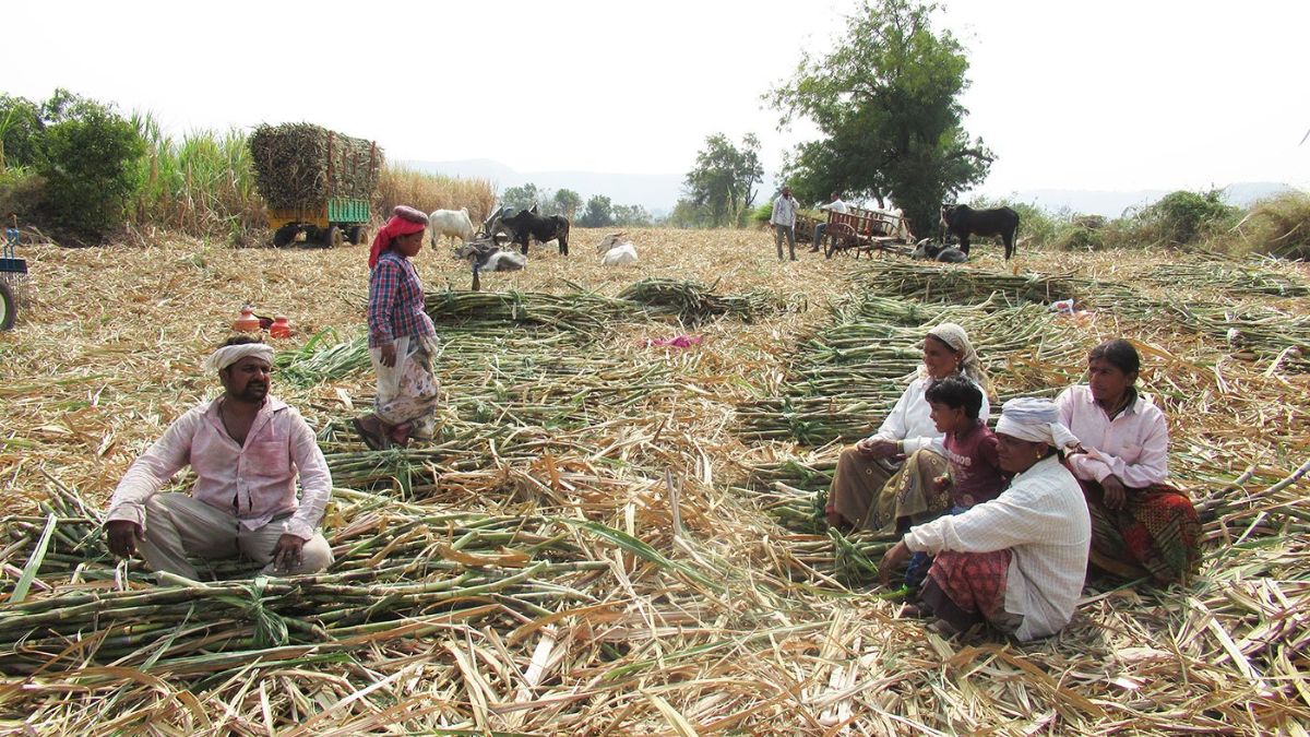 South Gujarat sugar factories wage evasion, the blunt times
