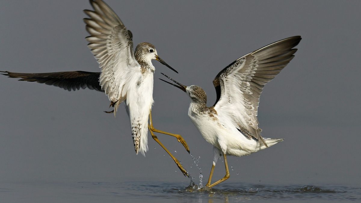 India's first coastal bird census, the blunt times