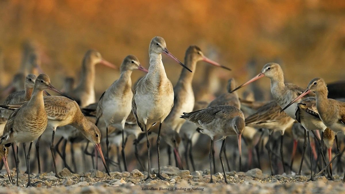India's first coastal bird census, the blunt times 