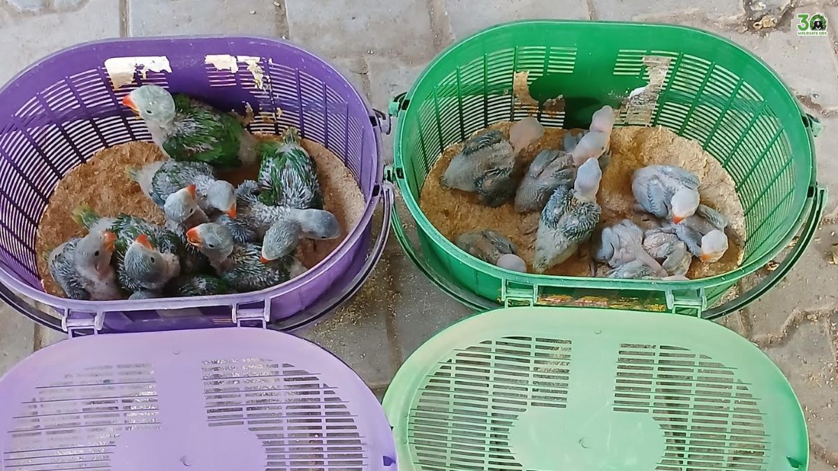 Rose-ringed parakeet rescue in Vadodara, the blunt times