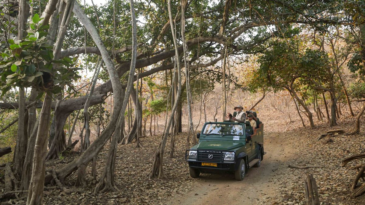 PM Modi Gir Safari, the blunt times 

