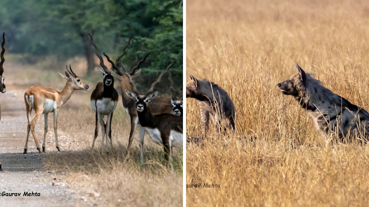 Velavadar Blackbuck National Park, the blunt times 
