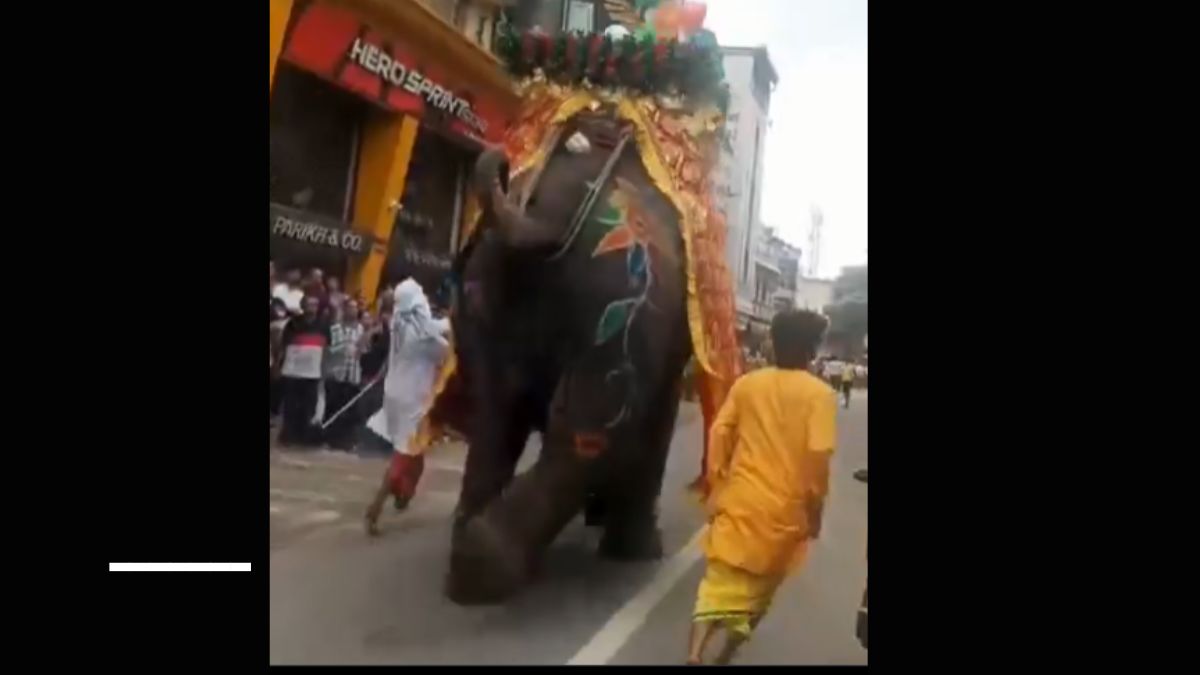 Elephant health Rath Yatra Ahmedabad, the blunt times