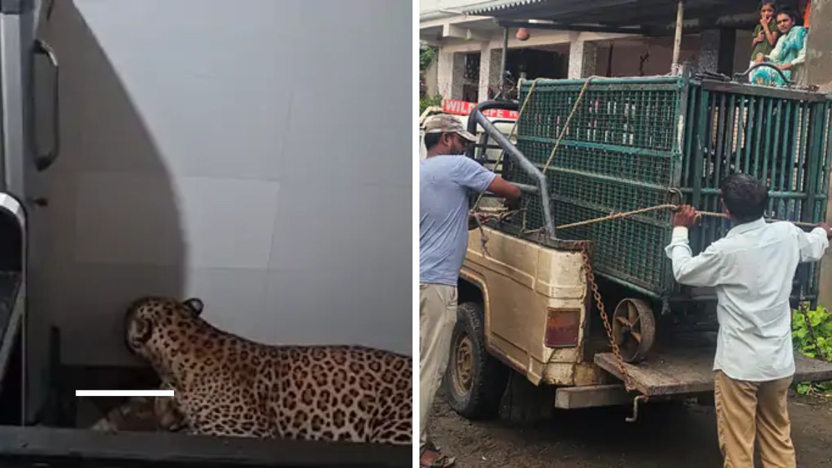 Leopard attack in Amodra village Gujarat, the blunt times