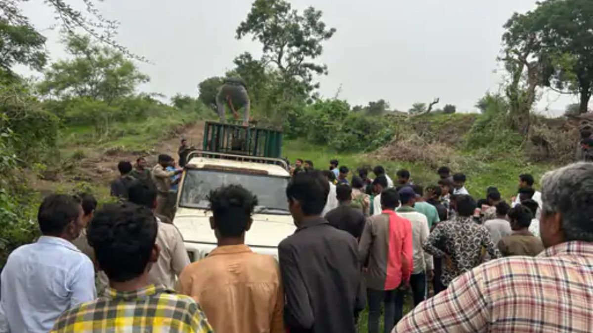 Gujarat Lion attack Amreli child, the blunt times