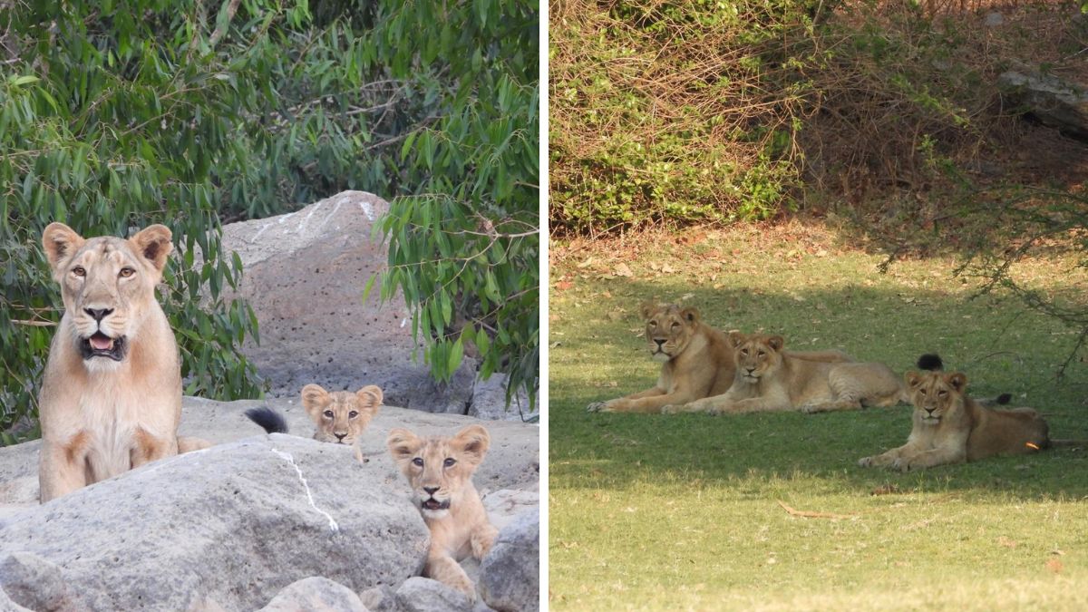 Barda Wildlife Sanctuary Asiatic Lions, the blunt times