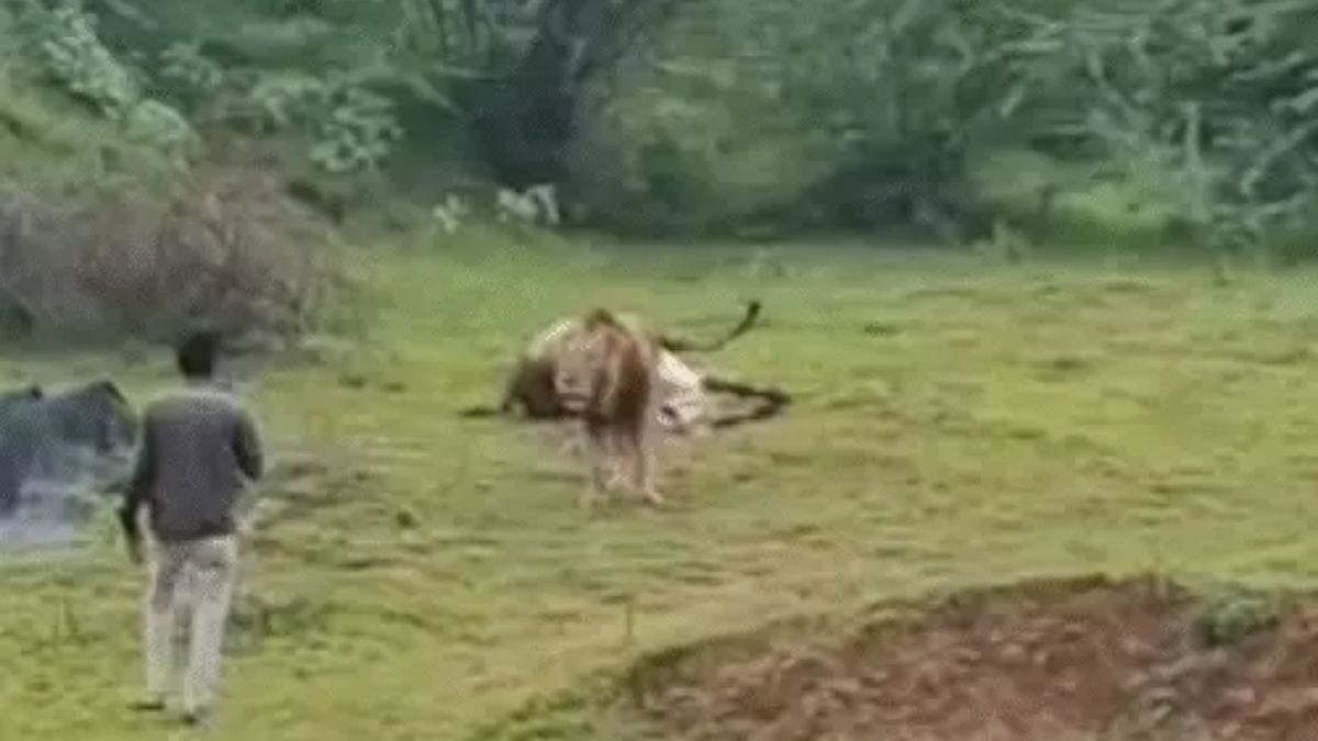 World Lion Day Gujarat 2025