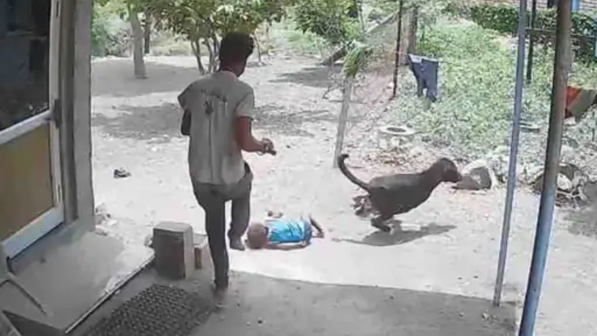 Stray dog attack in Amreli Gujarat, the blunt times