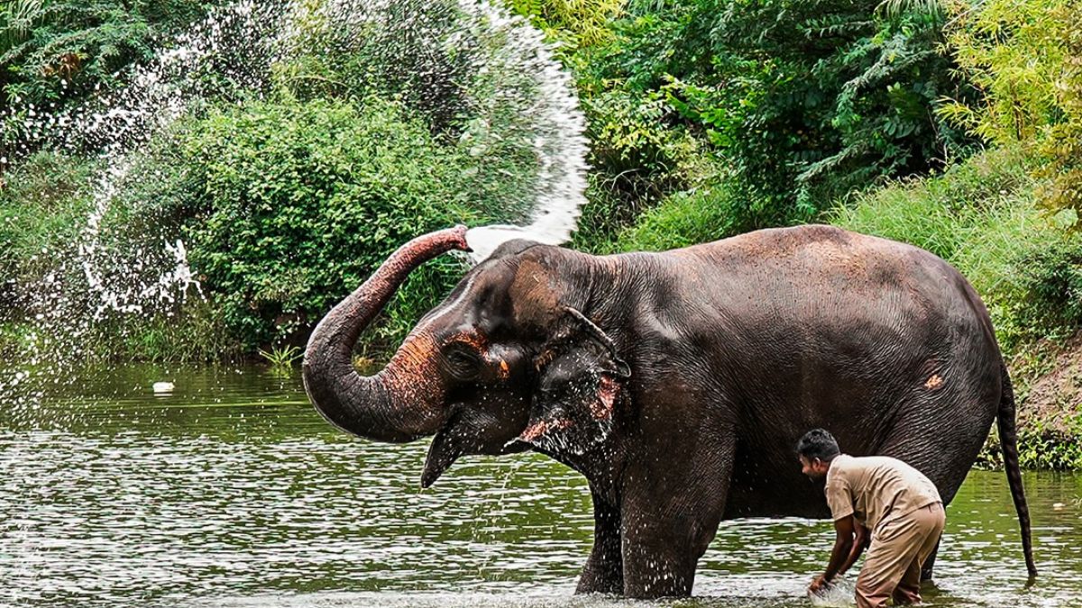 Elephant Madhuri Kolhapur Vantara, the blunt times