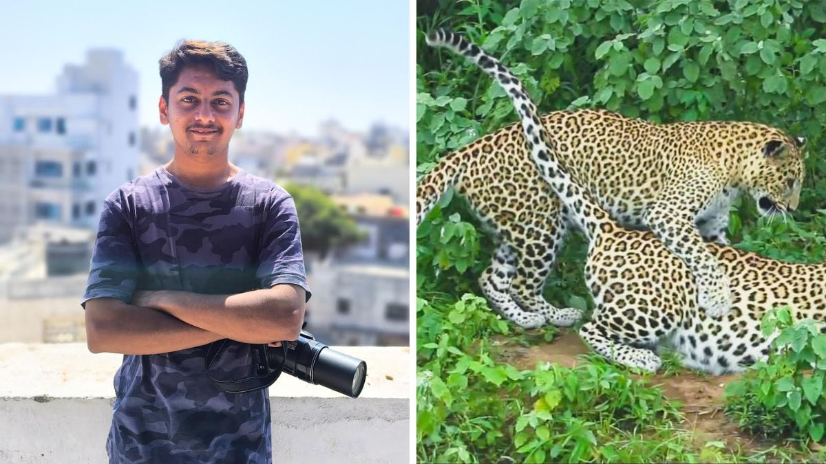 two female leopards at Devaliya Safari Park captured by Alfez Bhatti, the blunt times