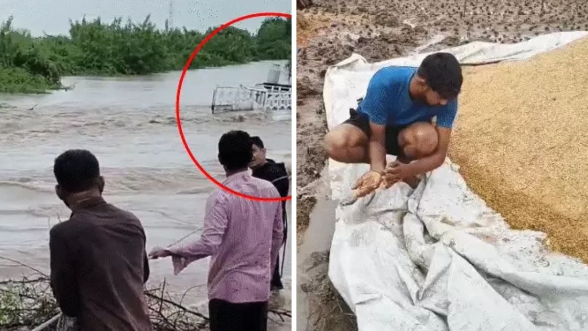 Unseasonal rains in Gujarat damage crops in Saurashtra fields, the blunt times