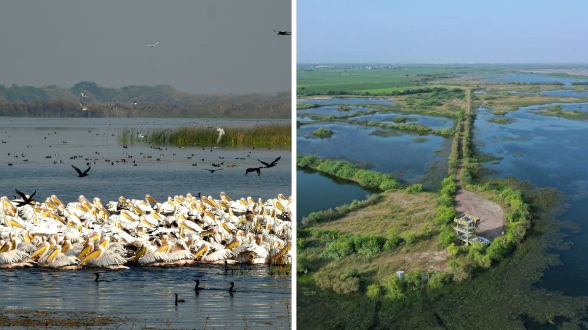 Khijadiya Bird Sanctuary eco tourism Gujarat, the blunt times