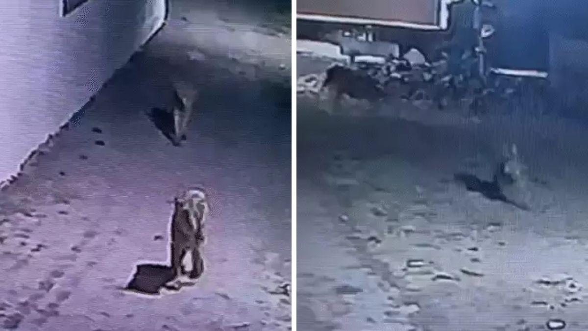 Amreli lion calf CCTV video, the blunt times