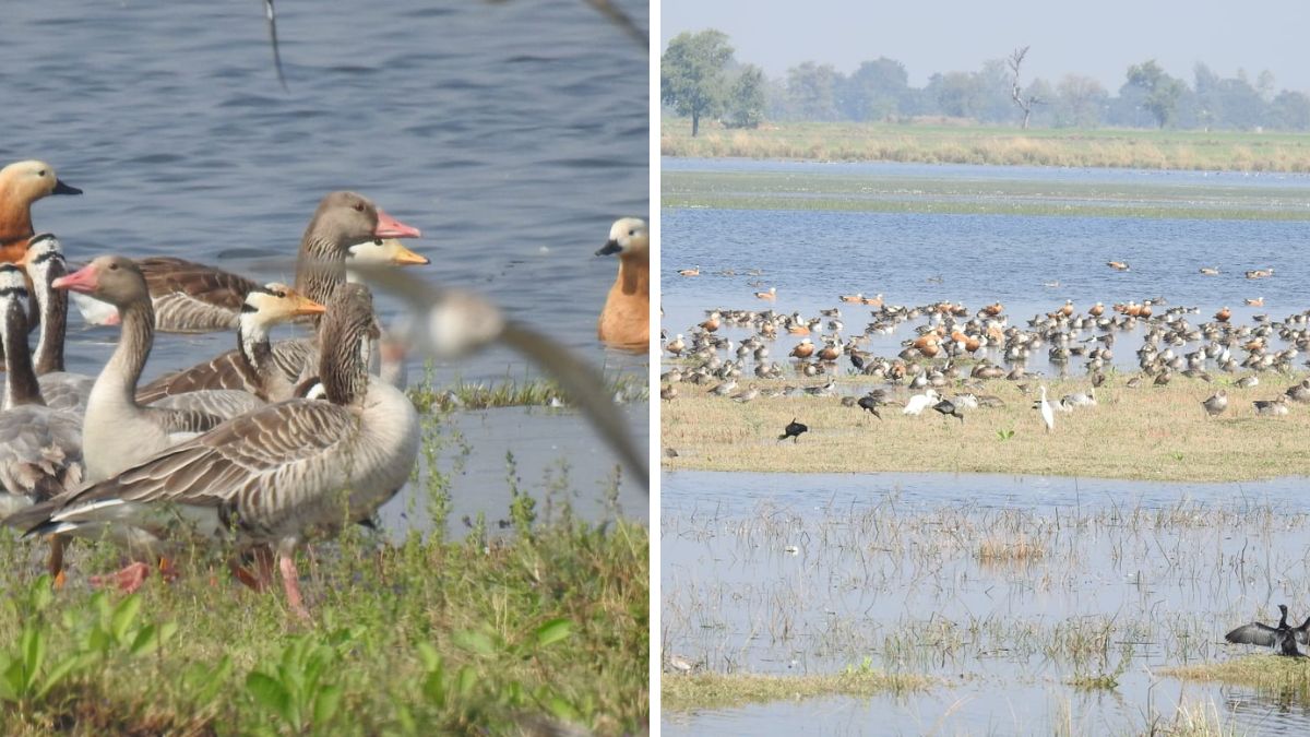 Gujarat migratory birds, the blunt times