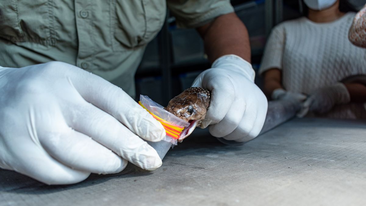 Gujarat region-specific antivenom, the blunt times