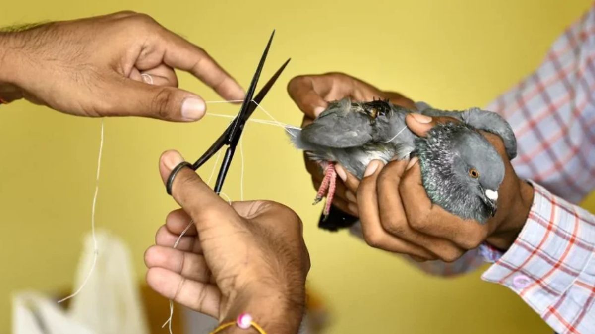 Karuna Abhiyan 2026 bird rescue Gujarat, the blunt times