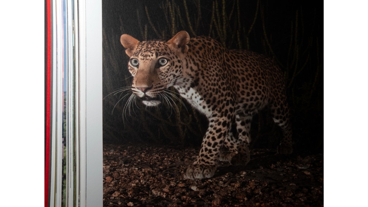 Ghosts of the Granite Hills: A Visual Journey Through Jawai's Wildlife Ecosystem-PNN