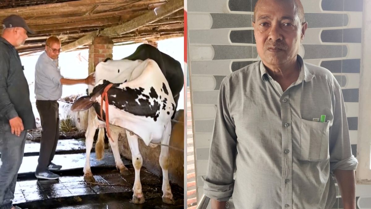 Deepak Patel 80% cattle conception rate Surat, the blunt times