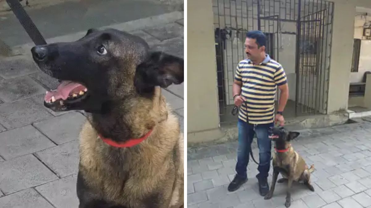 Surat sniffer dog shortage, the blunt times