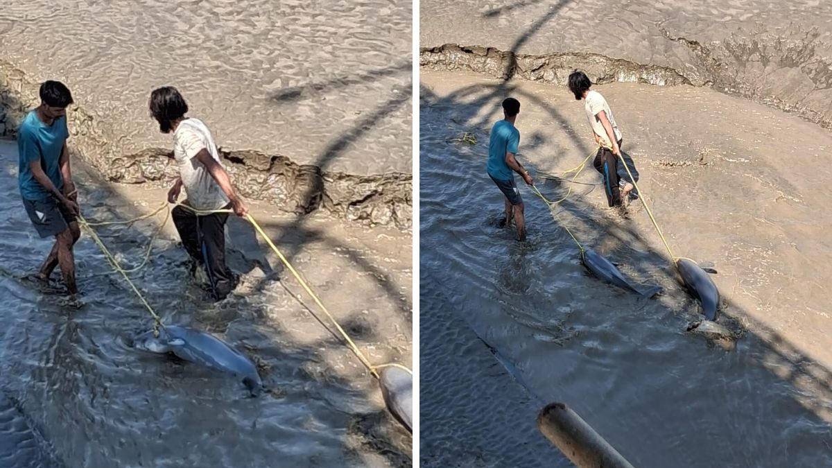 Dahej beach dolphin rescue Dahej, Gujarat, the blunt times
