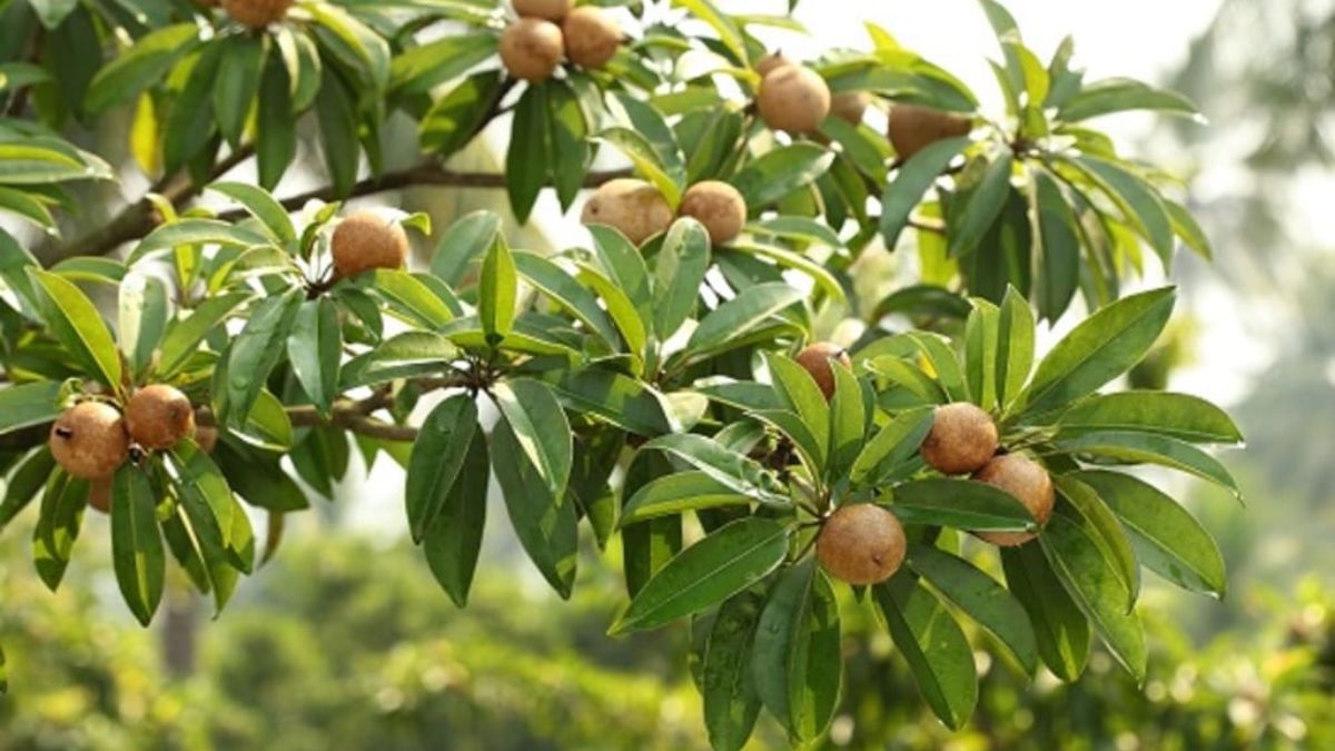 Gujarat sapota production, the blunt times