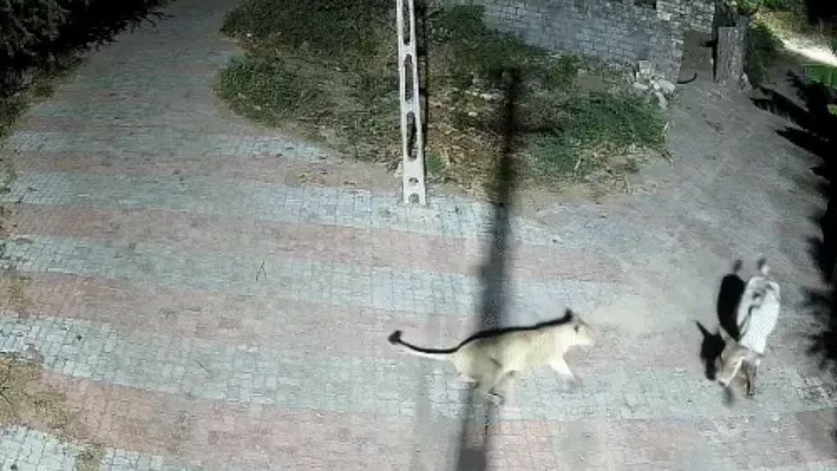 Cow fights lionesses Gir Gujarat, the blunt times 