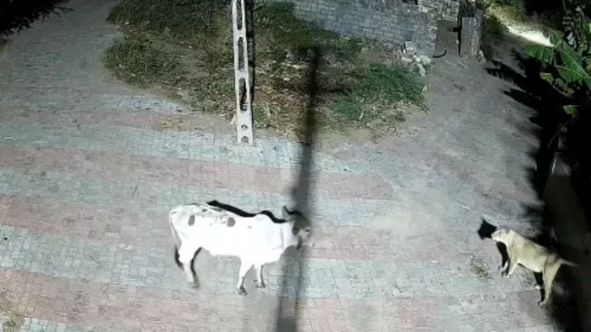 Cow fights lionesses Gir Gujarat, the blunt times