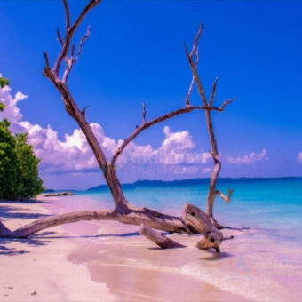 Andaman Travel Care Recognized for Customized Andaman Tour Packages and Honeymoon Travel Experiences-PNn