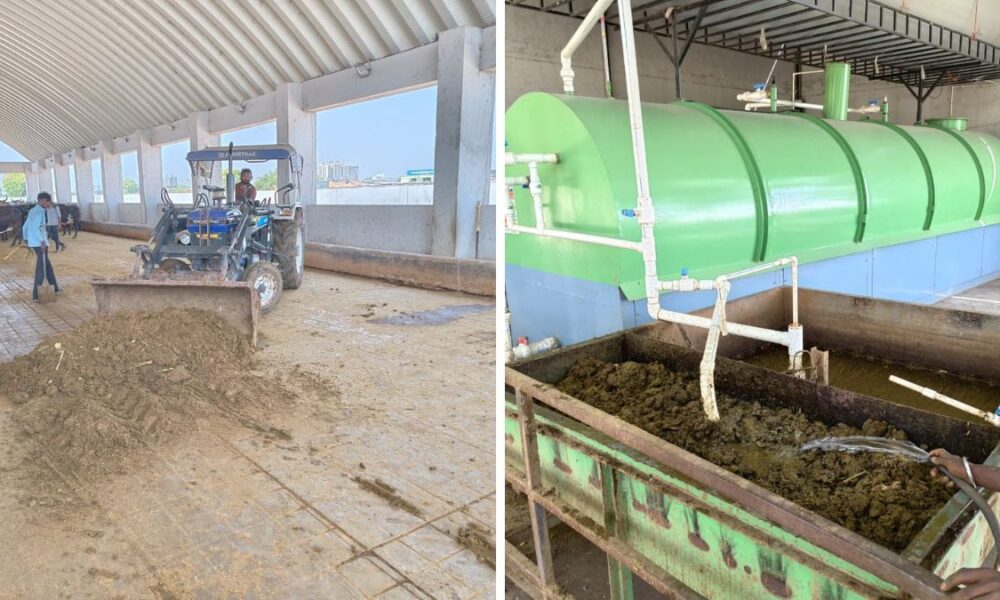 AMC biogas from cattle dung initiative, the blunt times