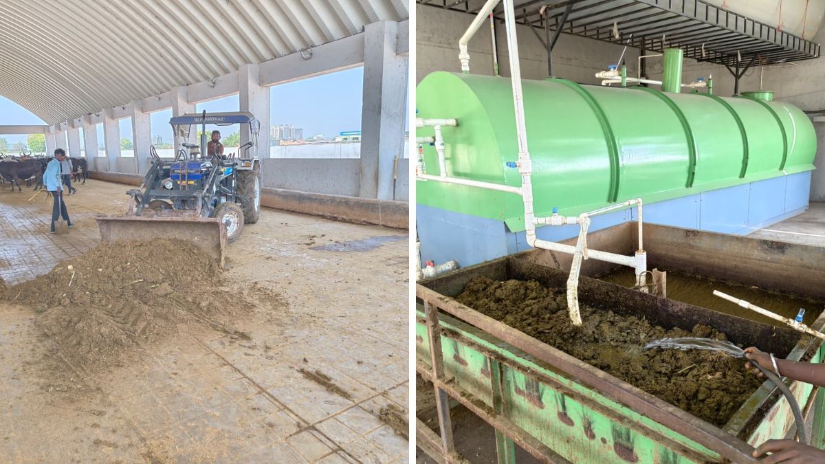 AMC biogas from cattle dung initiative, the blunt times