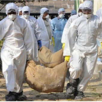 Bird flu outbreak South Gujarat, the blunt times