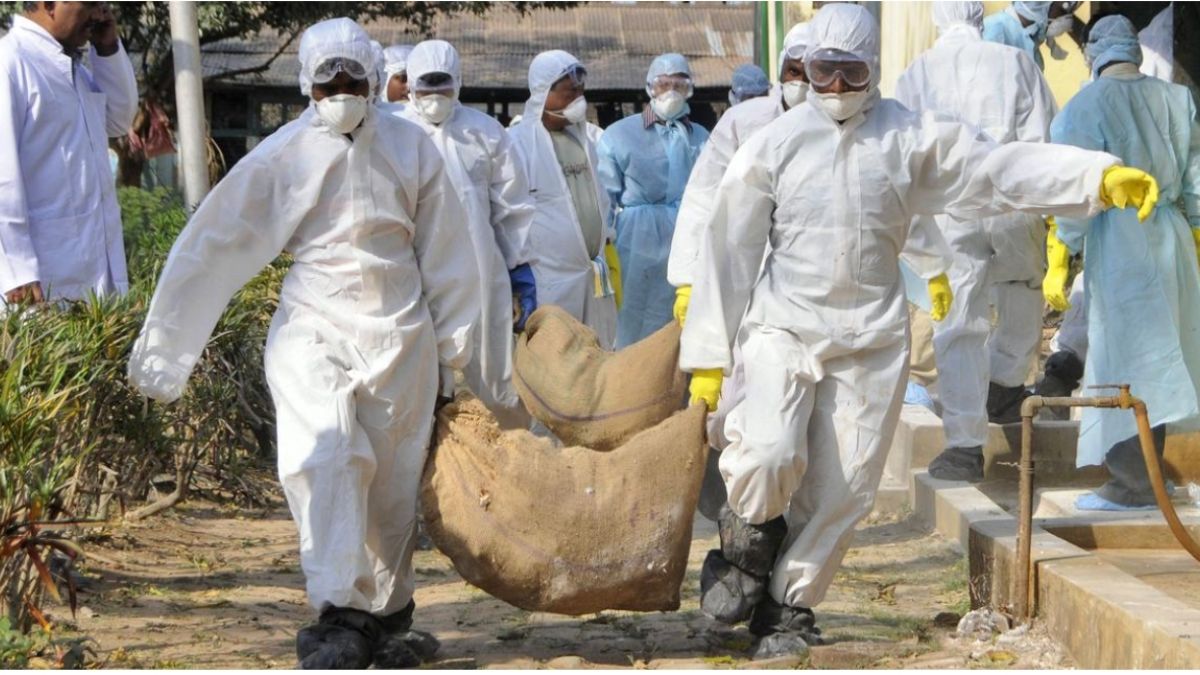 Bird flu outbreak South Gujarat, the blunt times