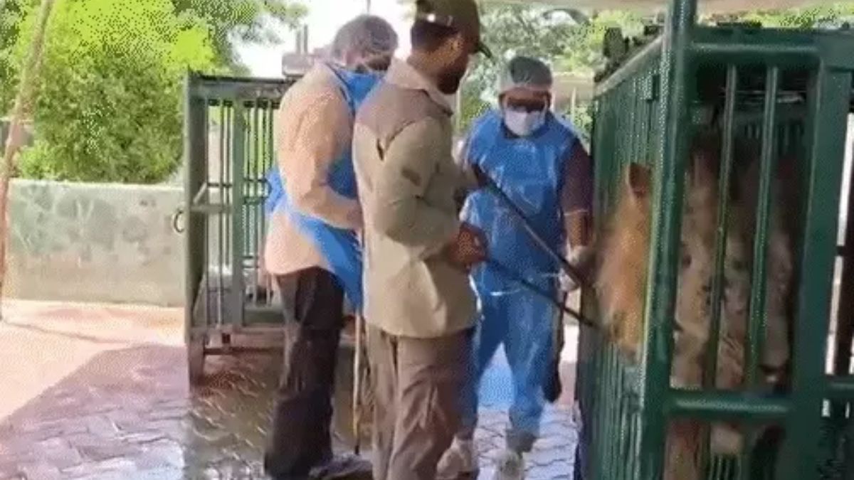 Gujarat : Gir Lion Deaths Trigger Massive Forest Department Response as PCCF Camps in Field Gujarat Gir lion deaths, the blunt times