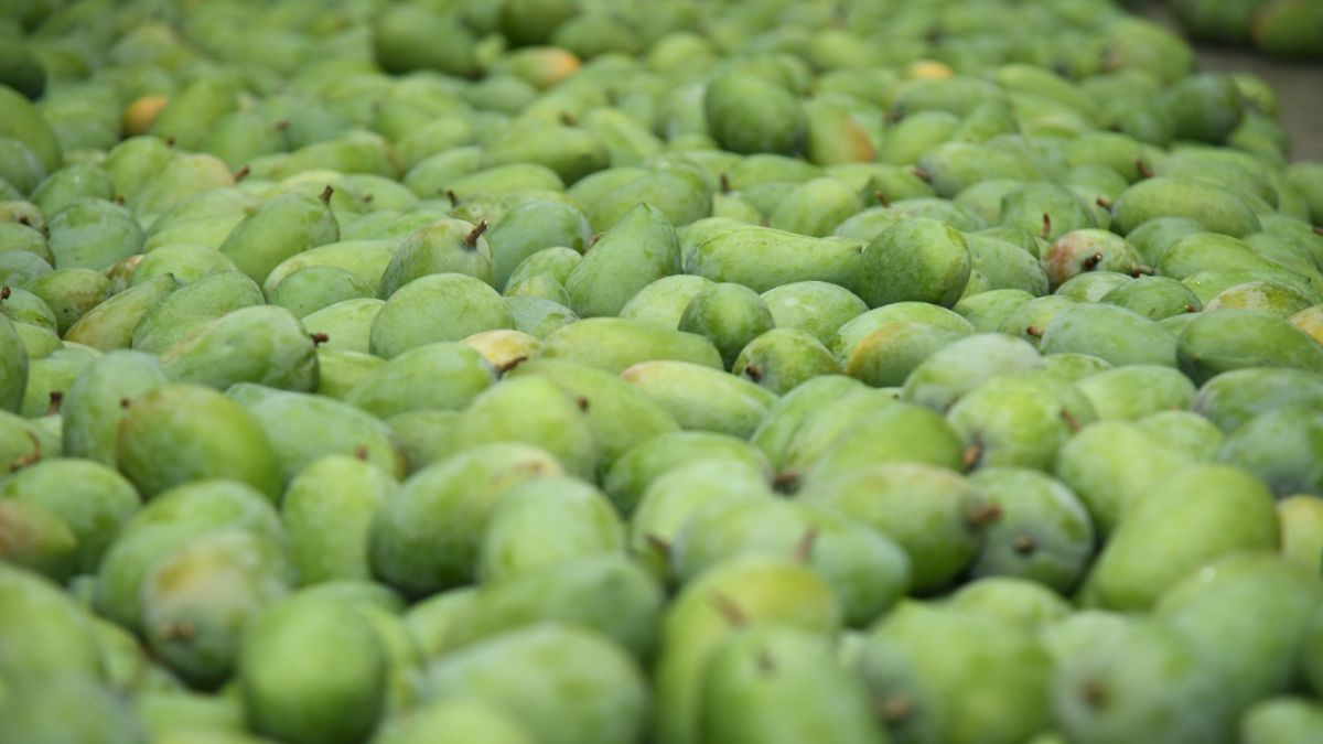 Gujarat’s Kesar mangoes are gaining massive popularity in the UK, Europe and Gulf nations thanks to APEDA-certified pack houses, advanced cold-chain technology, and scientific export processing from Gir and Kutch orchards., the blunt times