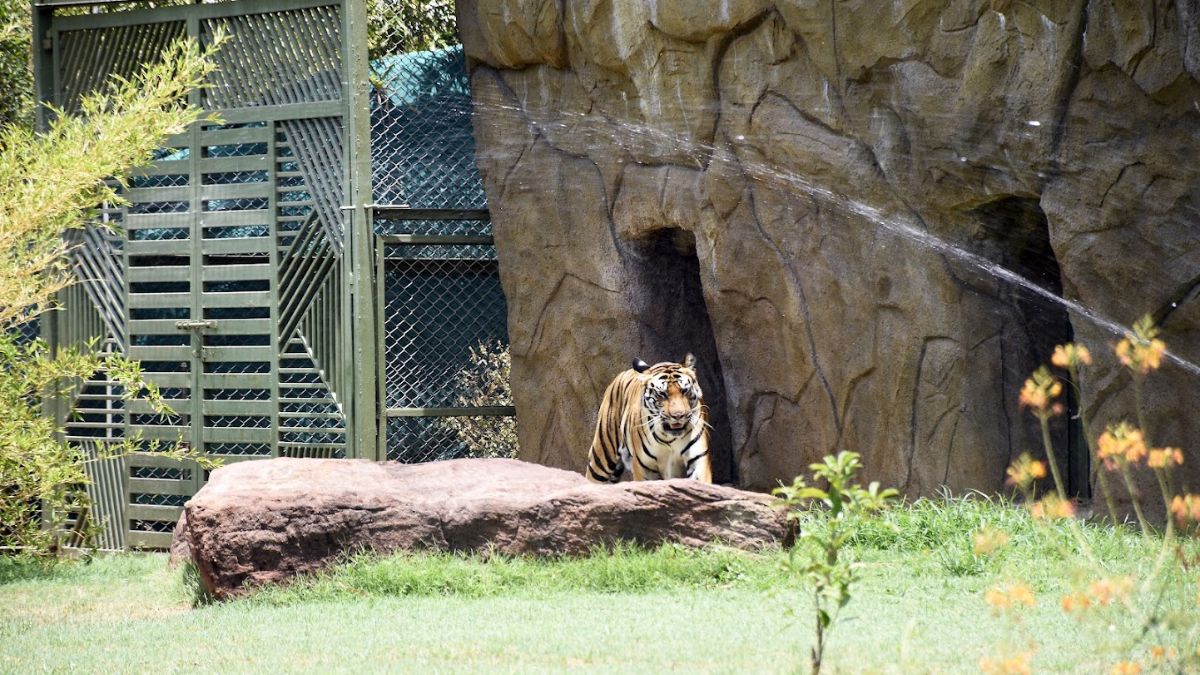 Gujarat heatwave wildlife protection, the blunt times
