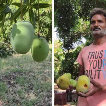 Navsari mango crop damage, the blunt times