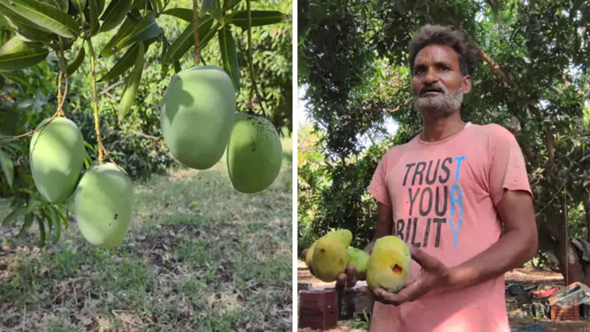 Navsari mango crop damage, the blunt times