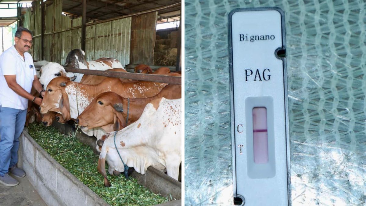 Bignano Early pregnancy detection kit for cattle, the blunt times
