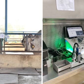 Sexed semen technology Gujarat, the blunt times