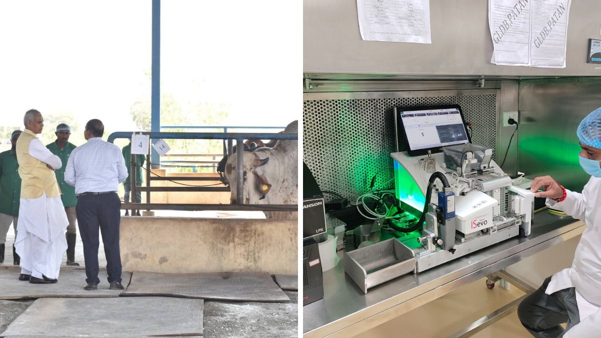 Sexed semen technology Gujarat, the blunt times