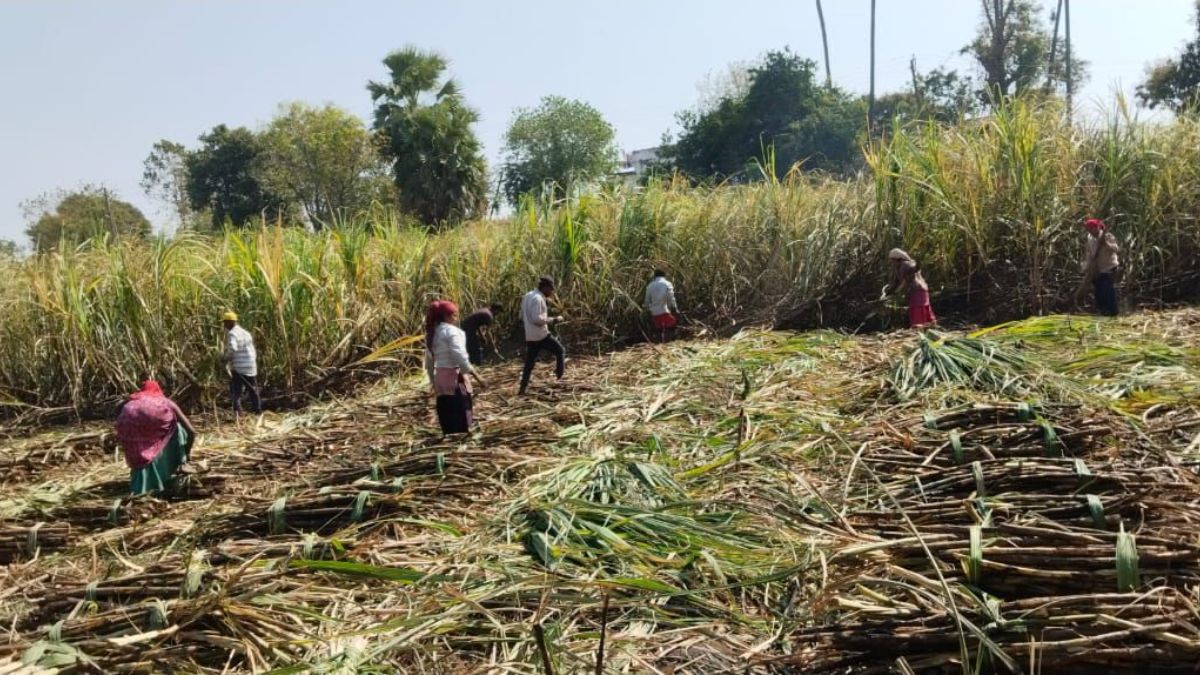 Gujarat sugarcane price approval 2026, the blunt times